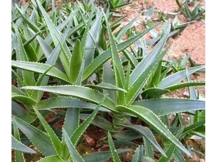 aloe pianta-3