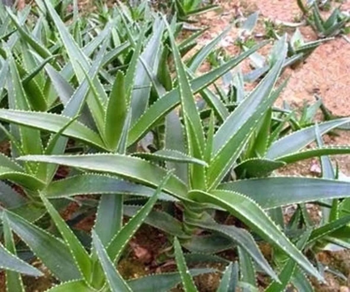 aloe pianta-3