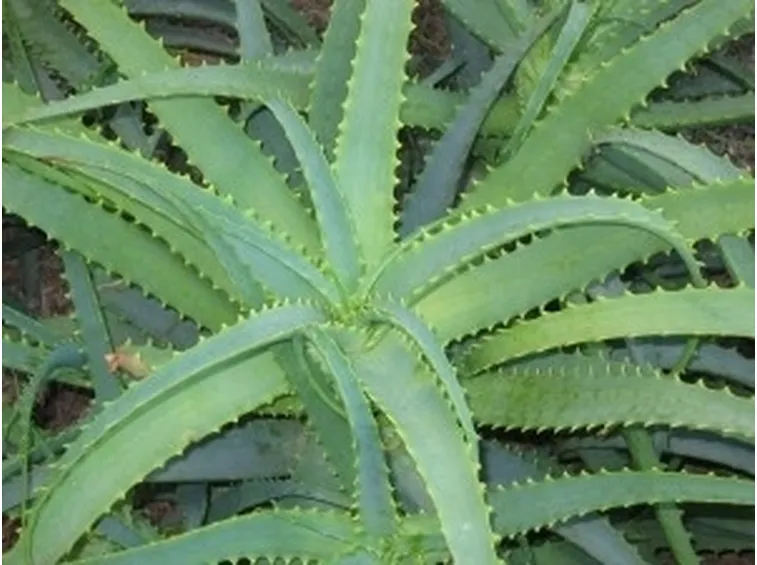 aloe pianta-4