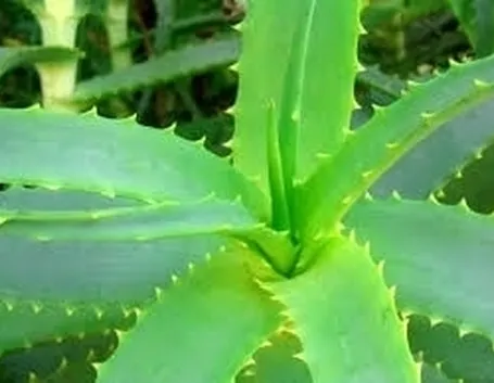 aloe vera gel-2