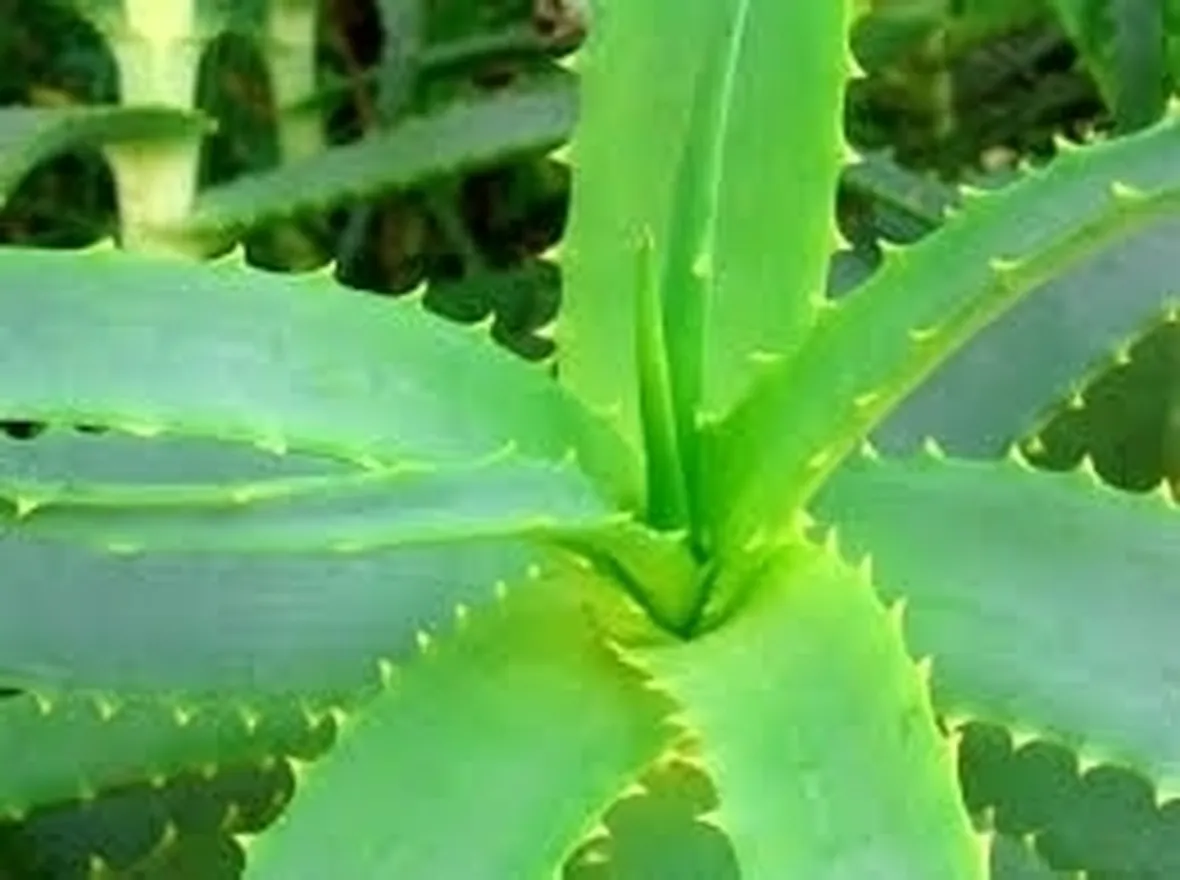 aloe vera gel-2