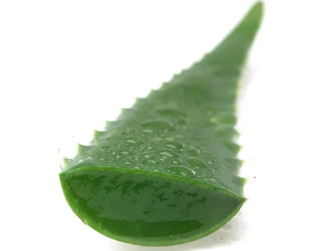 aloe vera proprietà-1