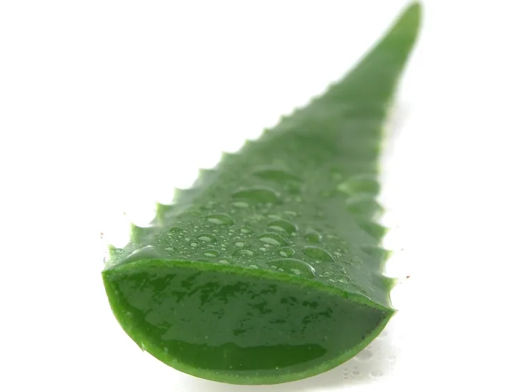 aloe vera proprietà-1