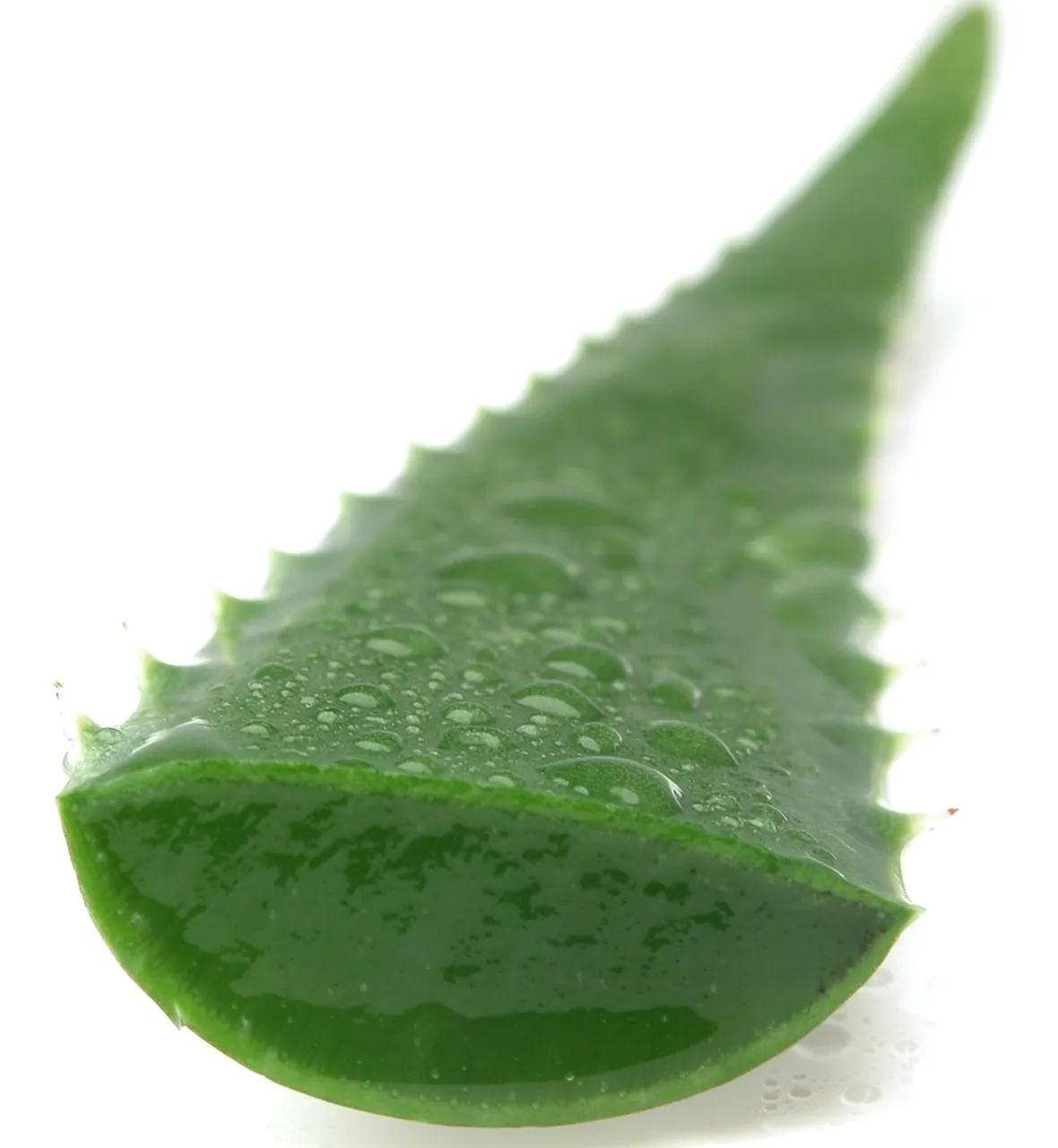 aloe vera proprietà-1
