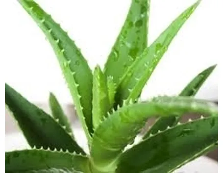 aloe vera proprietà-2