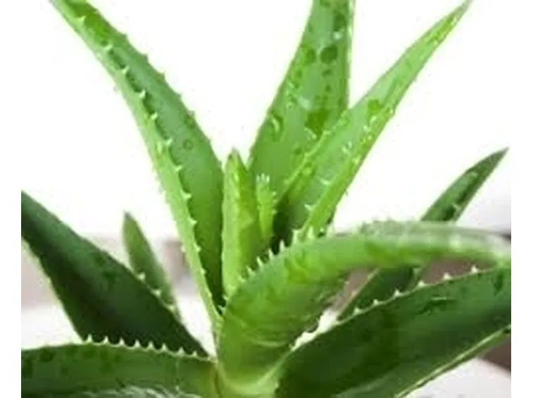 aloe vera proprietà-2