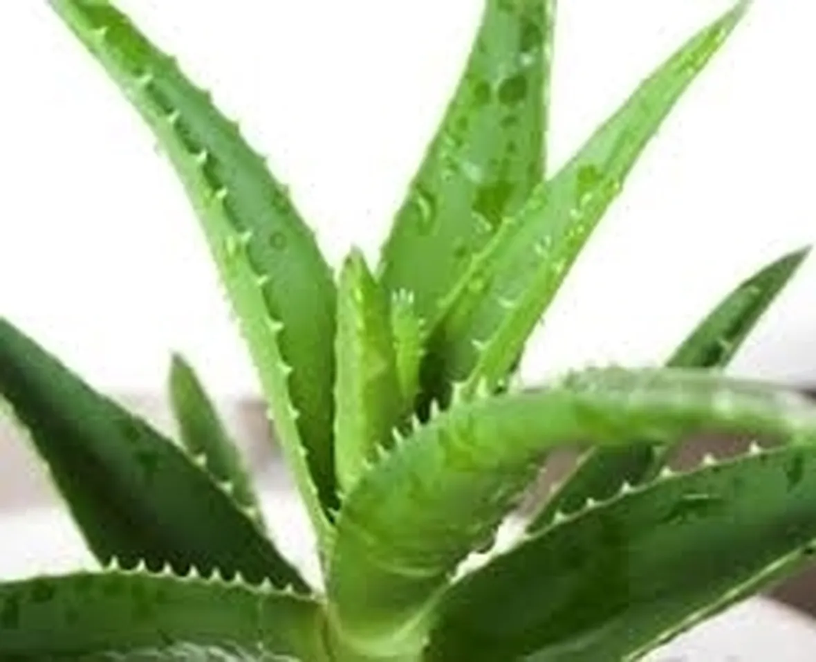 aloe vera proprietà-2