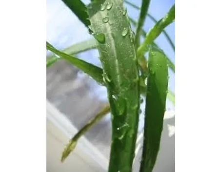 aloe vera proprietà-4