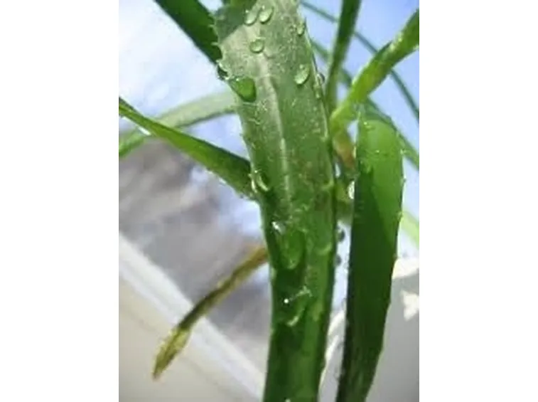 aloe vera proprietà-4