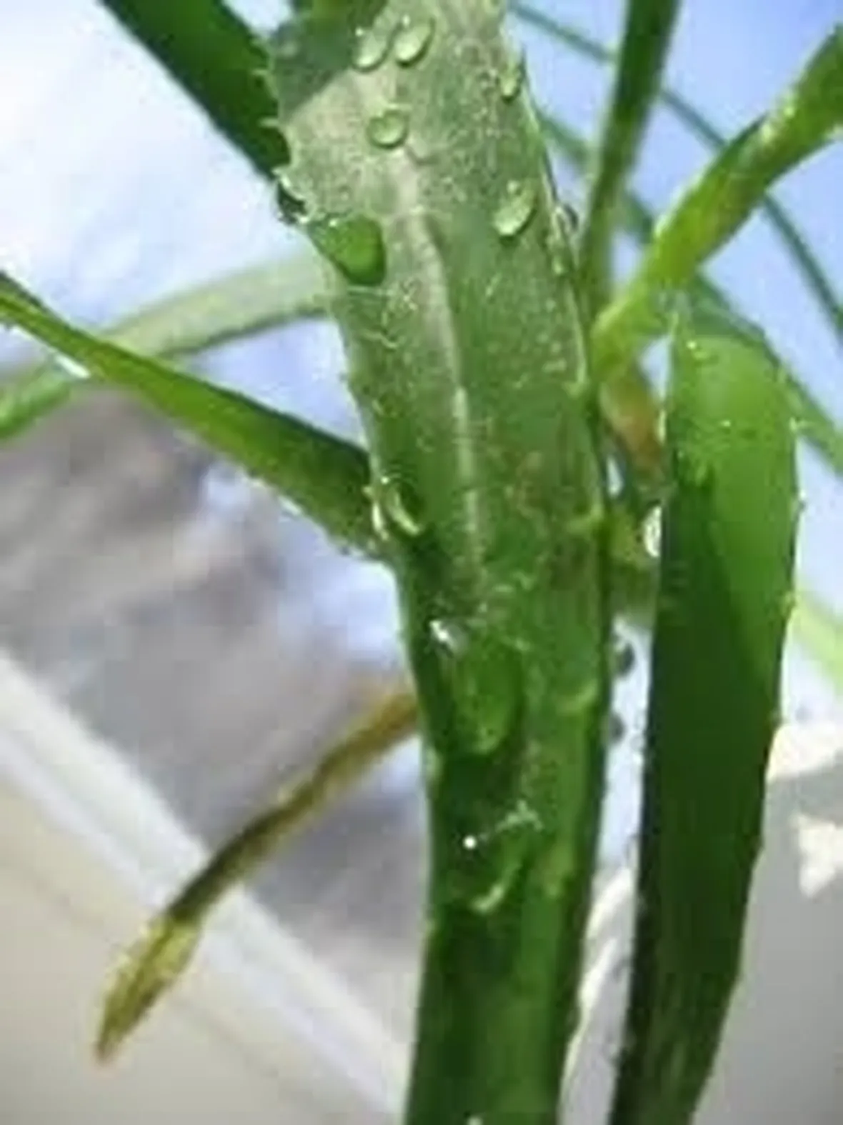 aloe vera proprietà-4