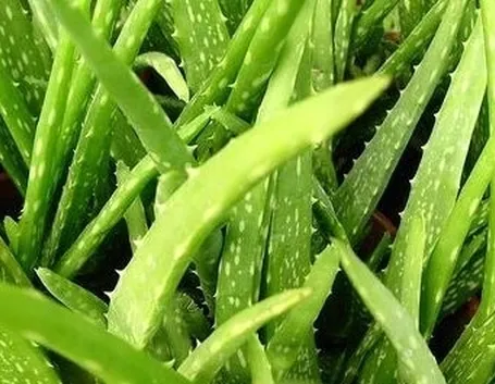 aloe vera proprietà-5