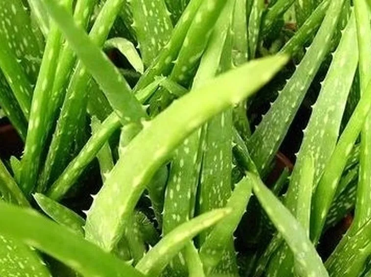 aloe vera proprietà-5