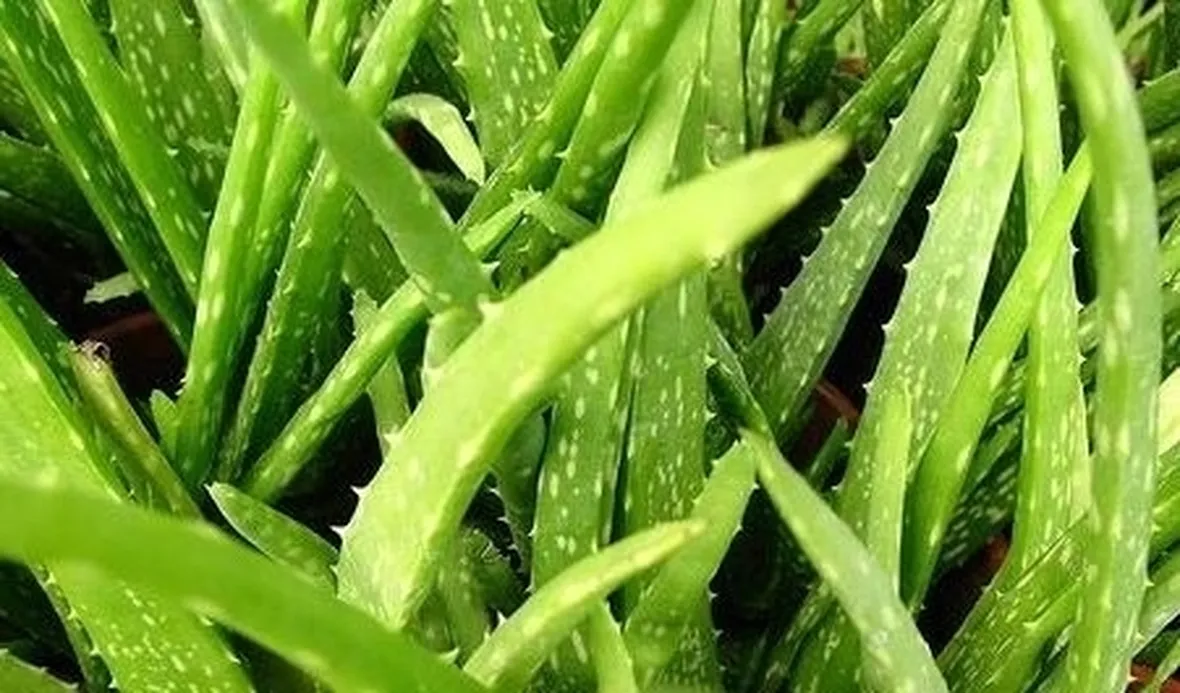 aloe vera proprietà-5