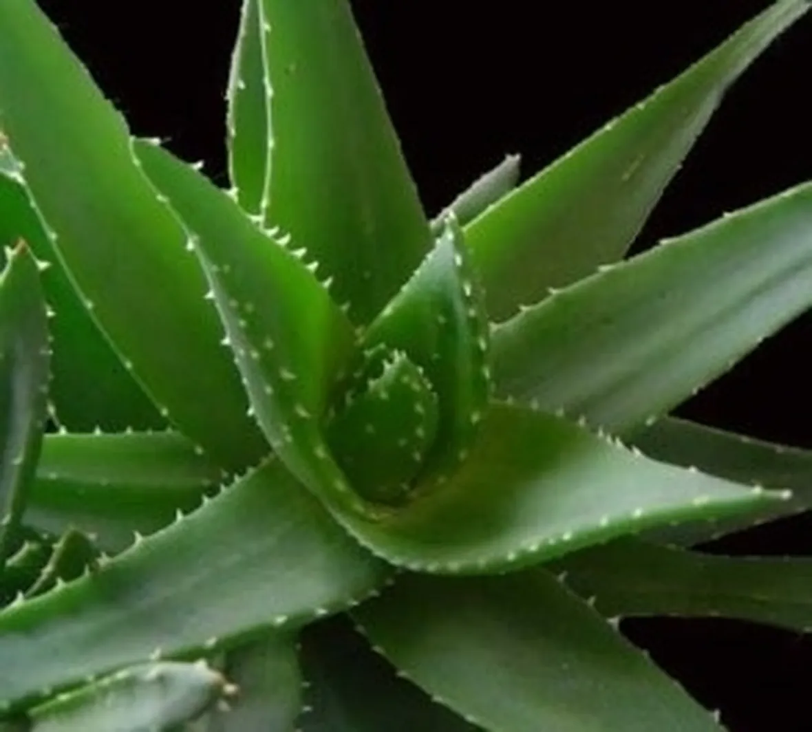 aloe vera proprietà-9
