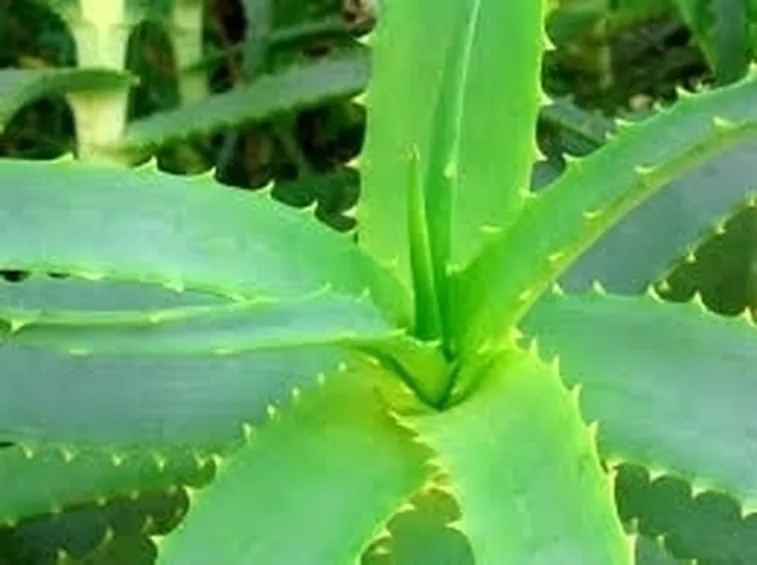 aloe vera proprietà