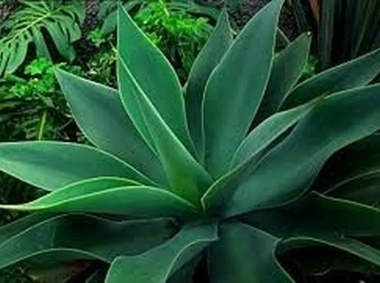 aloe vera pura-3