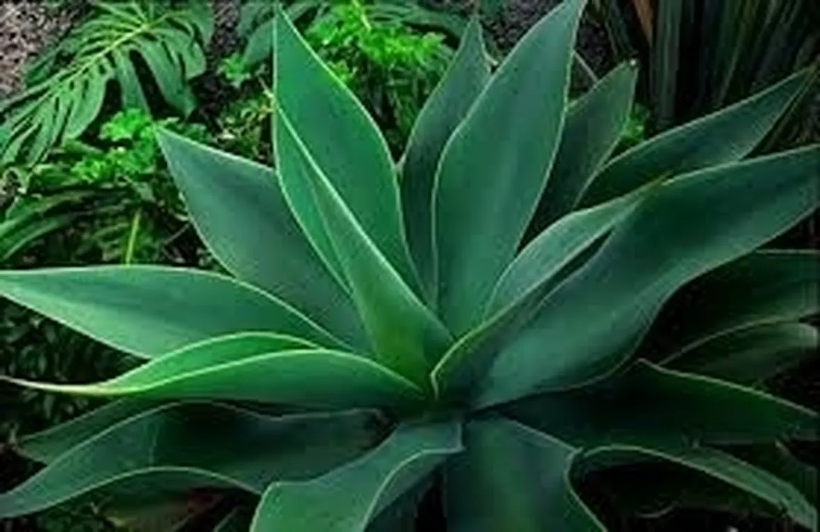 aloe vera pura-3