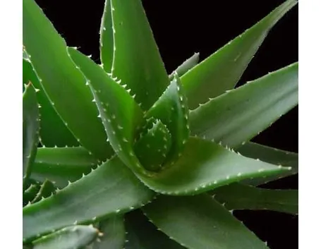 aloe vera pura-6