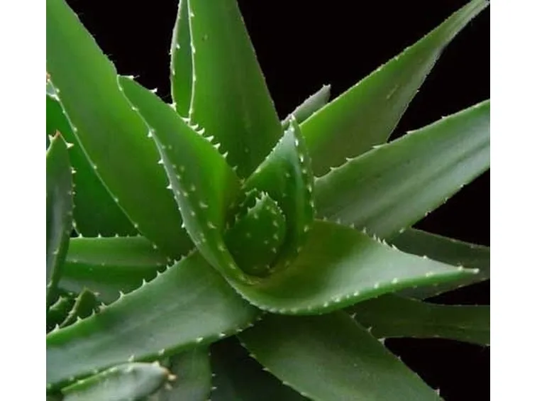 aloe vera pura-6