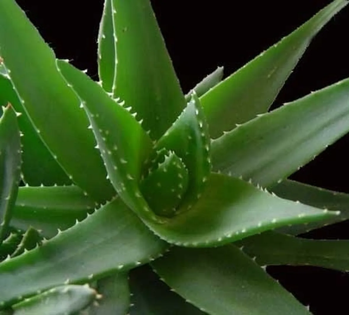 aloe vera pura-6