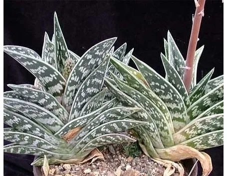 cura aloe-8