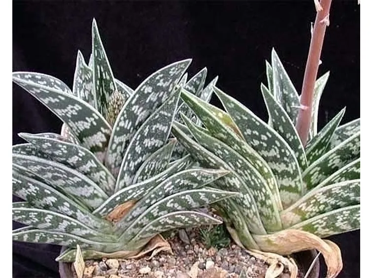 cura aloe-8