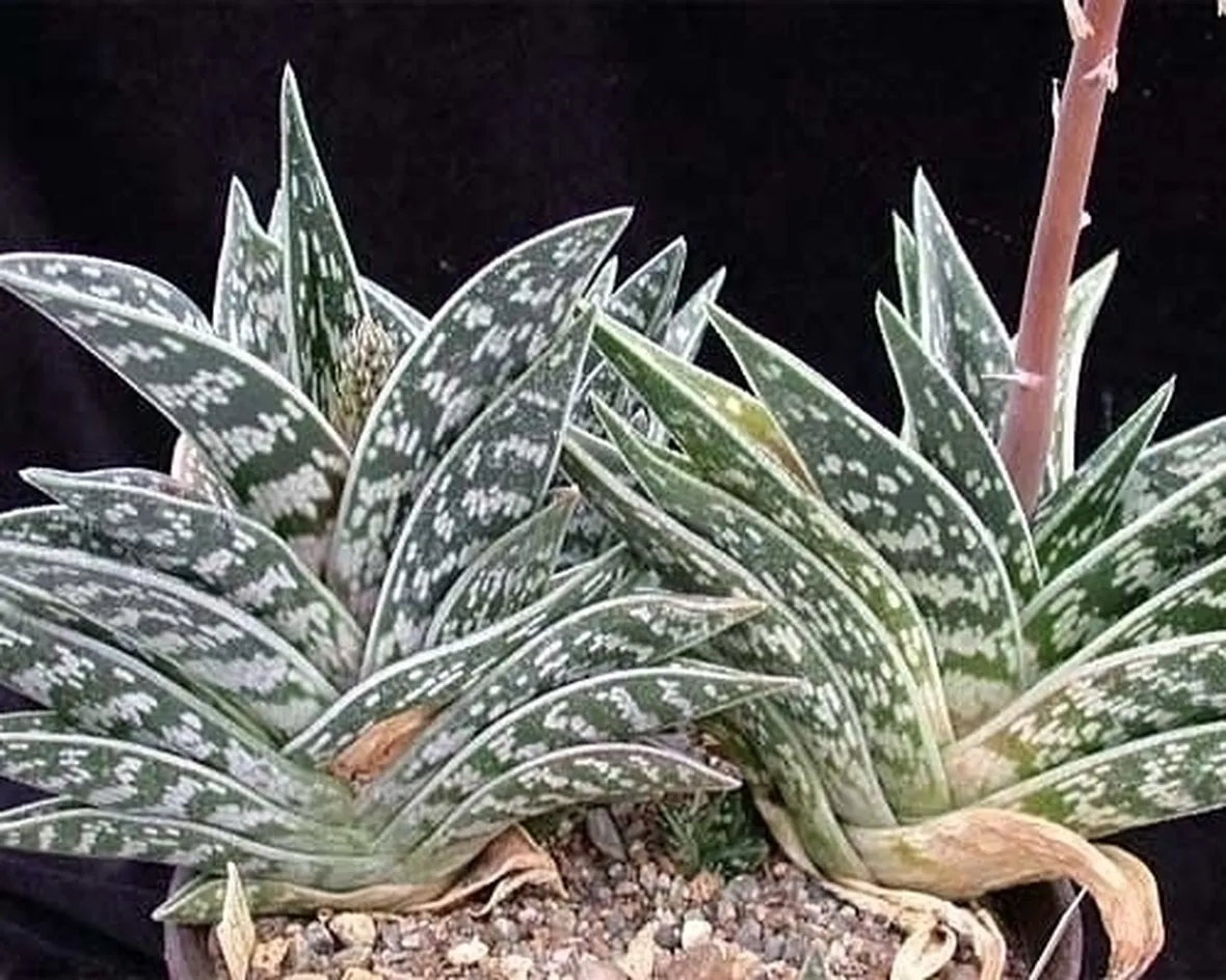 cura aloe-8