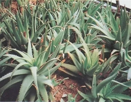 pianta aloe-3