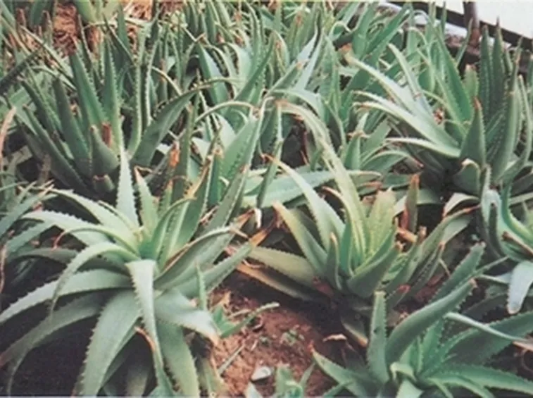 pianta aloe-3