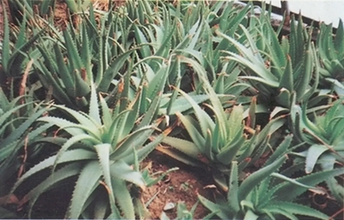 pianta aloe-3