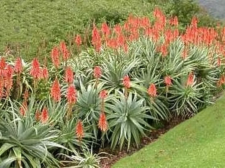 pianta aloe-5