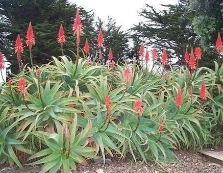 pianta aloe-6