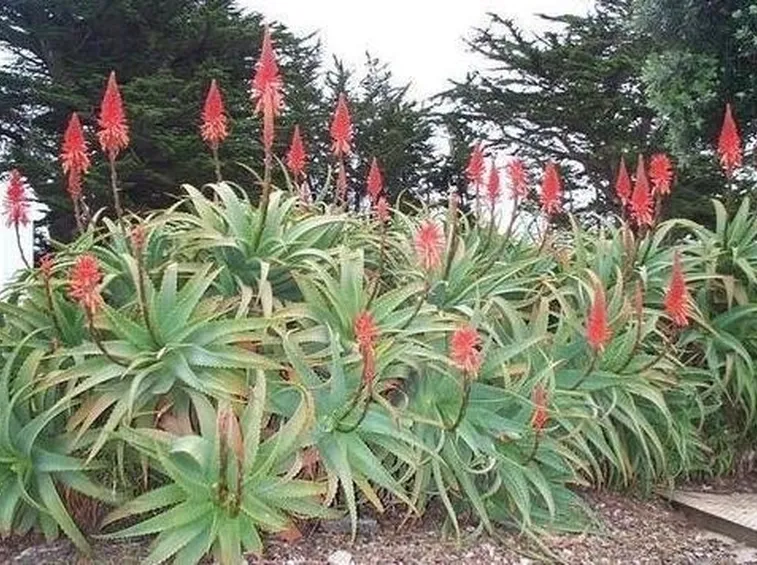 pianta aloe-6