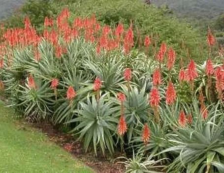 pianta aloe-7