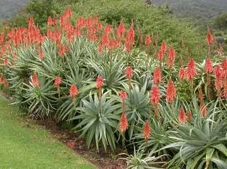 pianta aloe-7