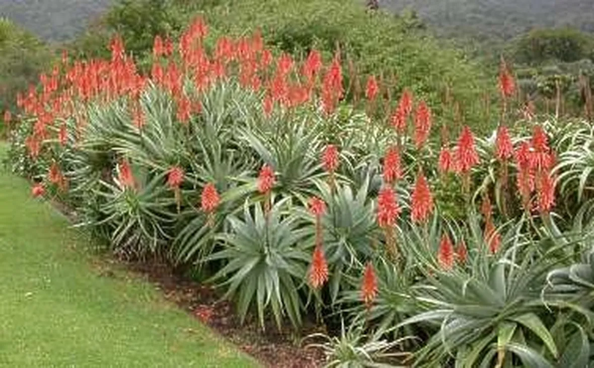 pianta aloe-7
