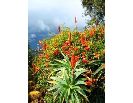 pianta aloe-9