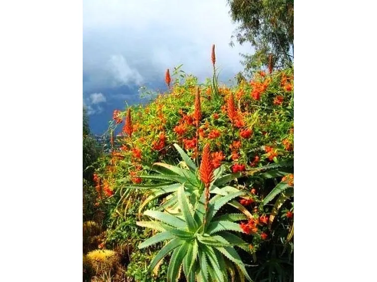 pianta aloe-9