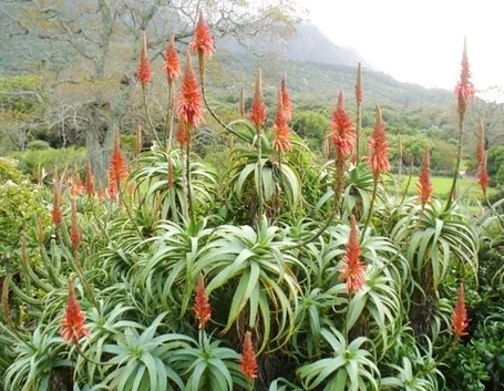 Pianta aloe vera cura