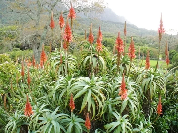 Pianta aloe vera cura