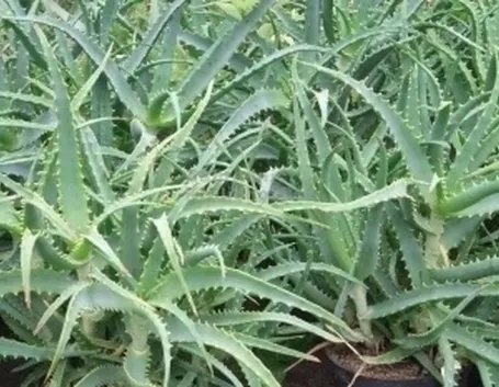 Pianta aloe