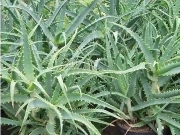 Pianta aloe
