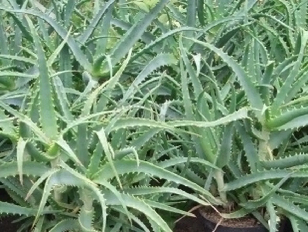 Pianta aloe