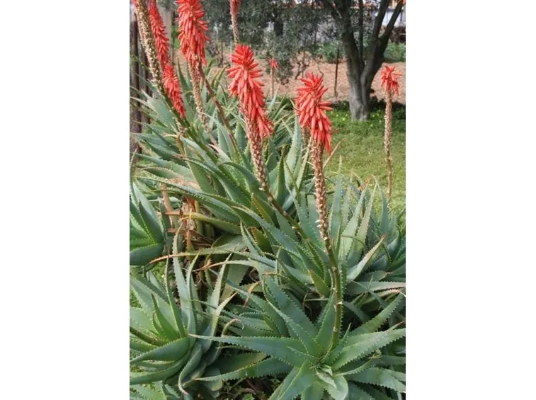 pianta aloe
