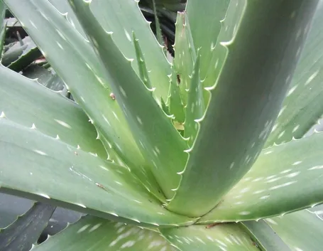 proprietà aloe-4