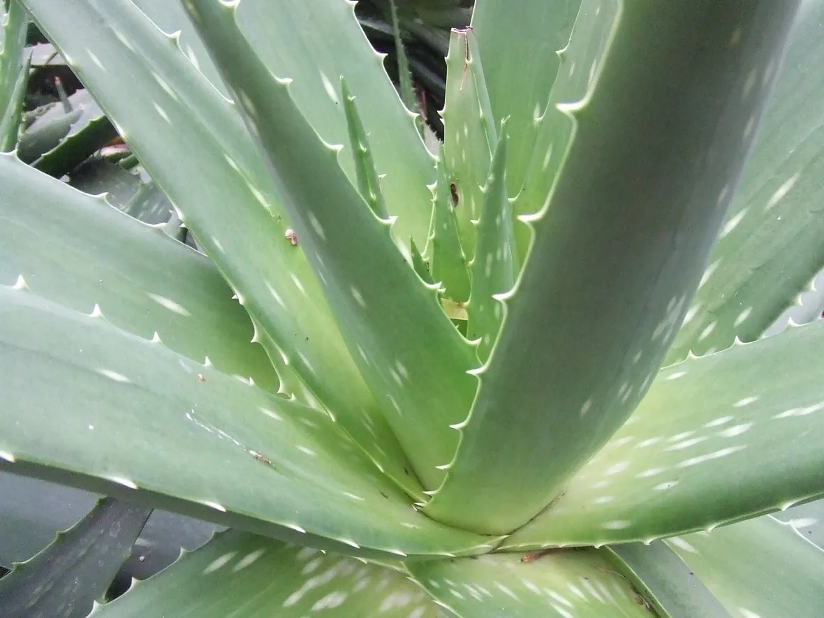 proprietà aloe-4