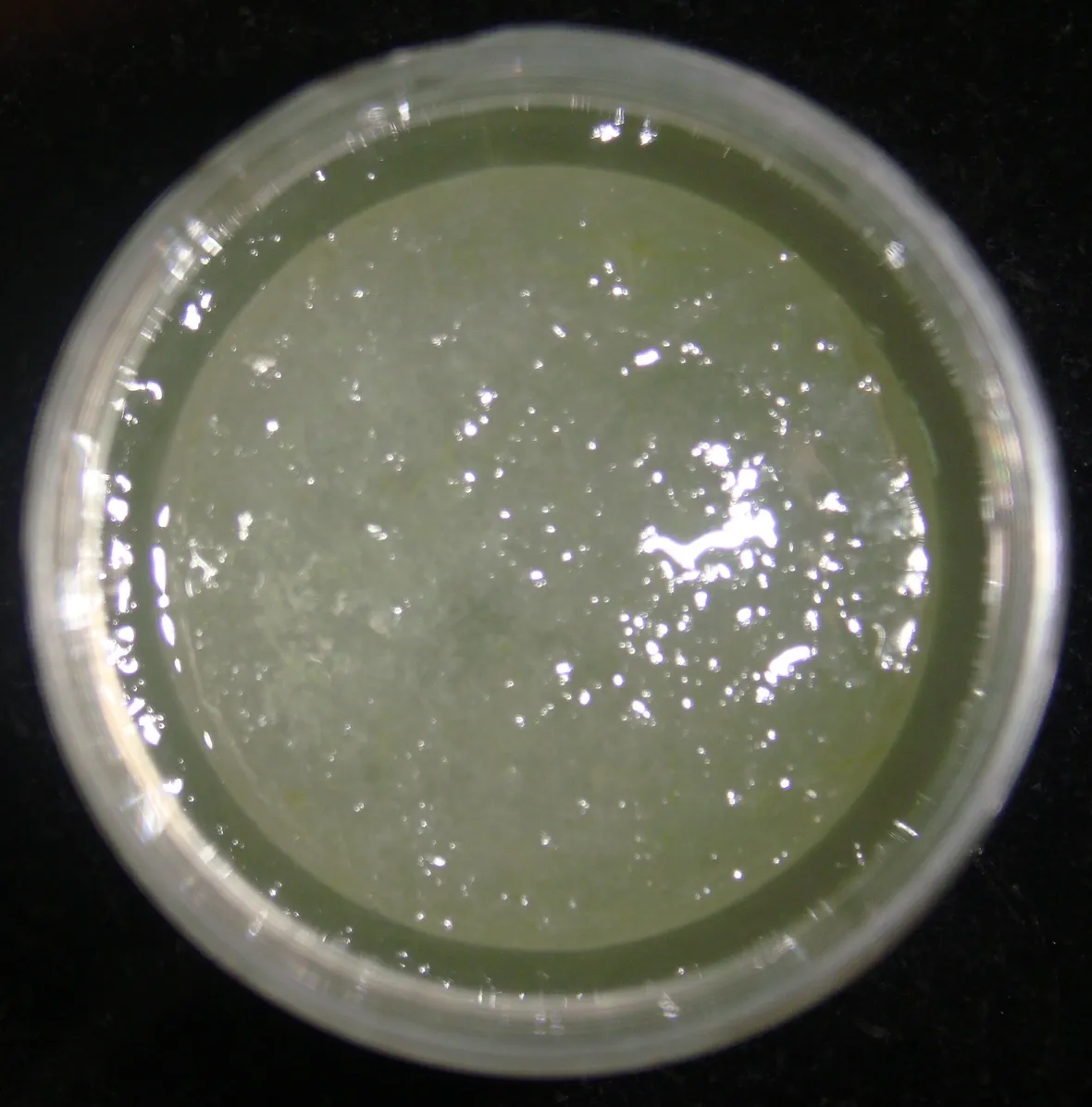 succo aloe-5