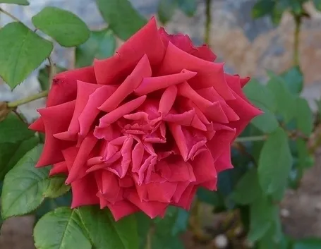 fiori a domicilio Padova