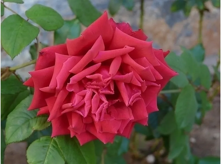 fiori a domicilio Padova