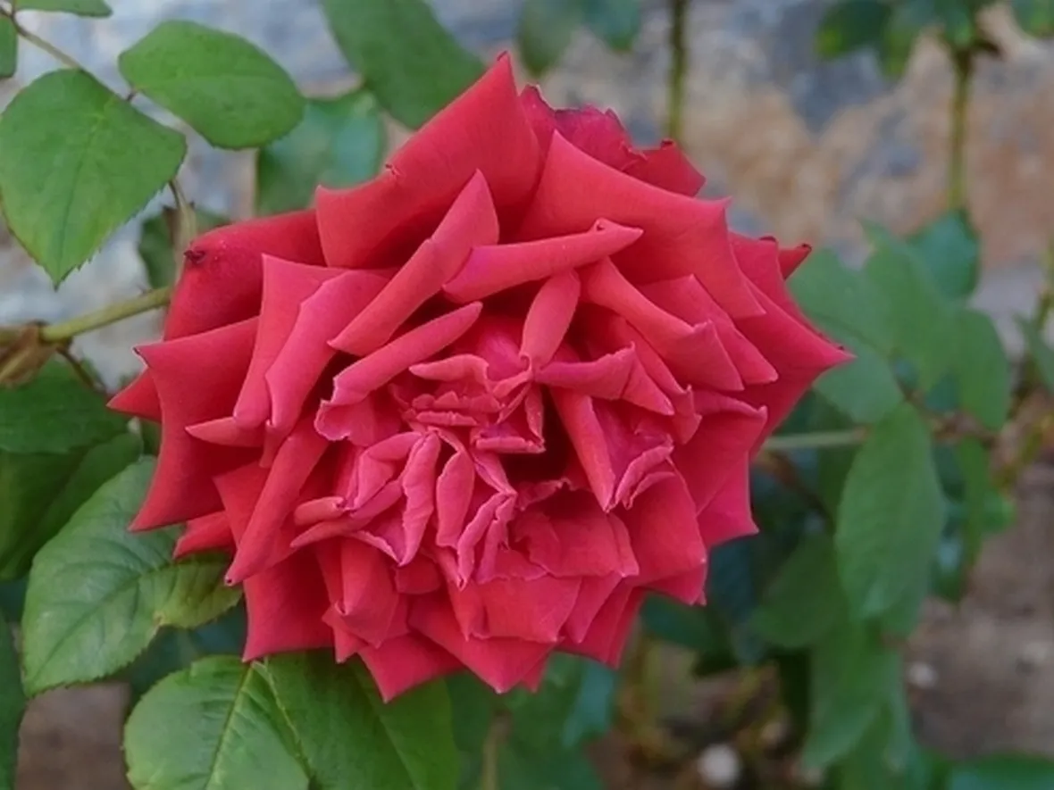 fiori a domicilio Padova